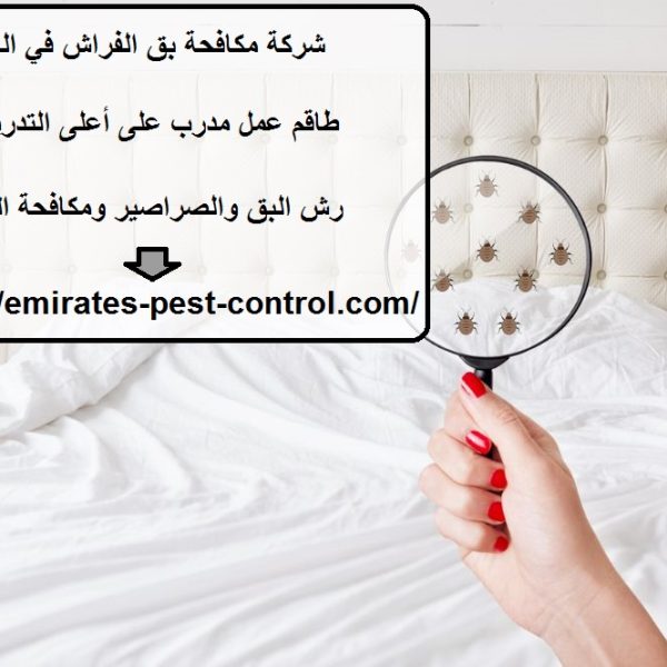شركة مكافحة بق الفراش في العين