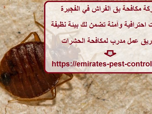 شركة مكافحة بق الفراش في الفجيرة