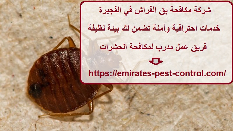 شركة مكافحة بق الفراش في الفجيرة