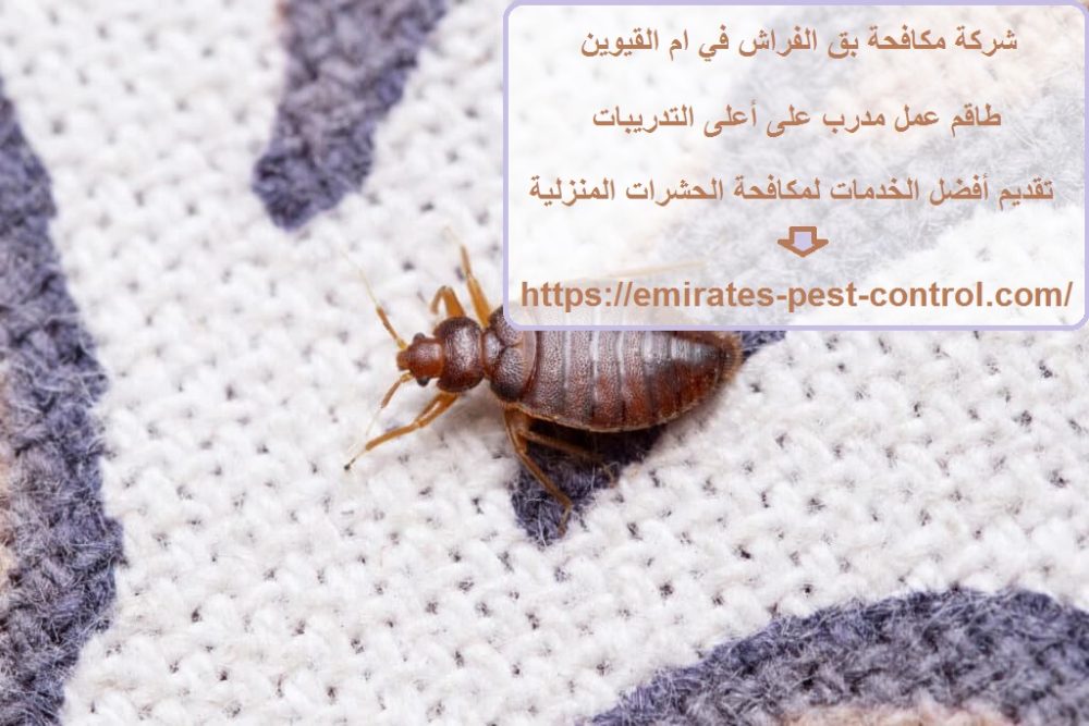 شركة مكافحة بق الفراش في ام القيوين