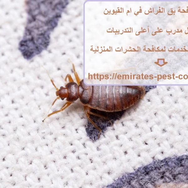 شركة مكافحة بق الفراش في ام القيوين