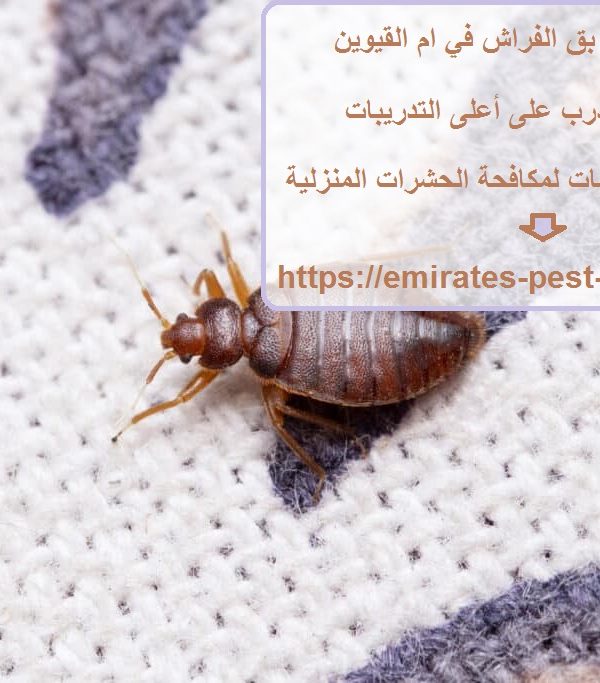 شركة مكافحة بق الفراش في ام القيوين
