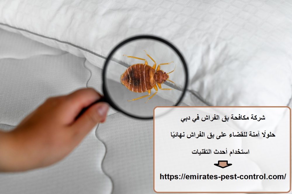 شركة مكافحة بق الفراش في دبي