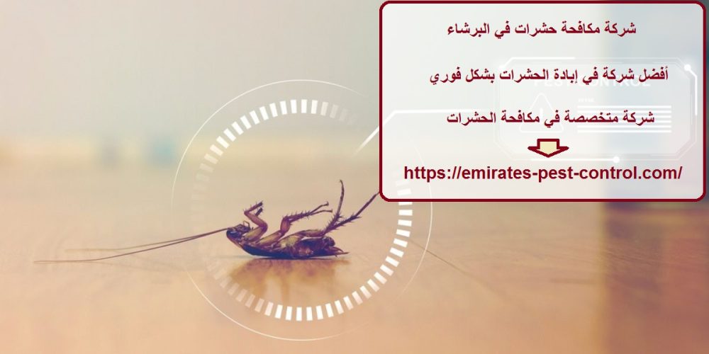 شركة مكافحة حشرات في البرشاء