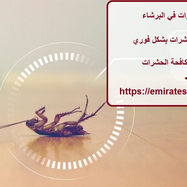 شركة مكافحة حشرات في البرشاء