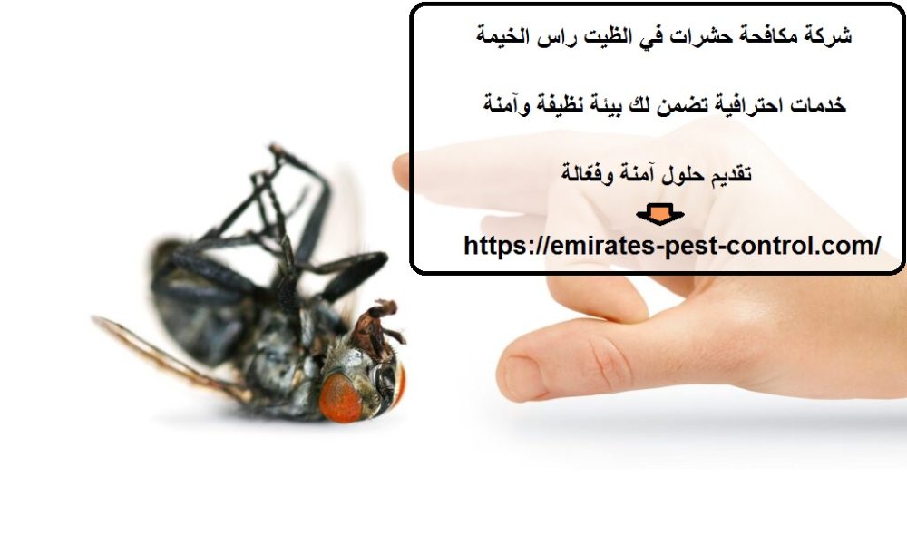 شركة مكافحة حشرات في الظيت راس الخيمة