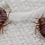 طرق التخلص من بق الفراش بالمنزل