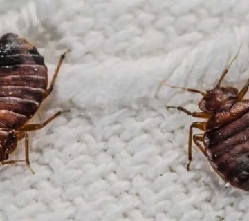 طرق التخلص من بق الفراش بالمنزل