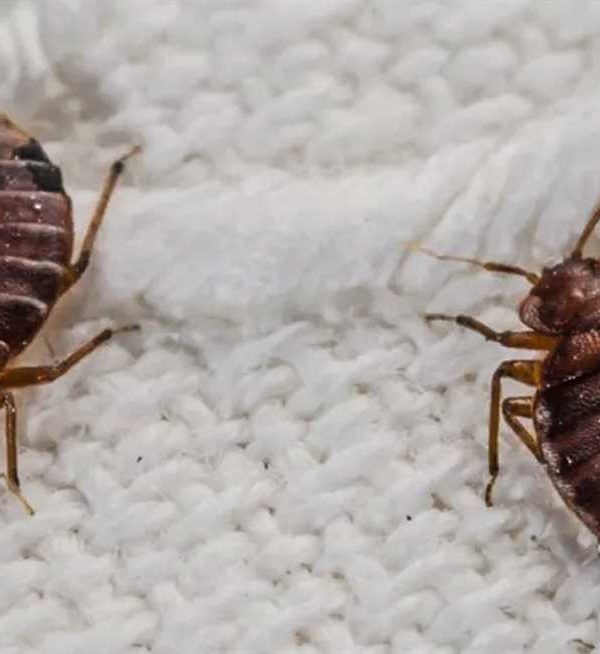 طرق التخلص من بق الفراش بالمنزل