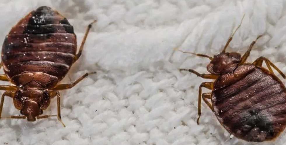 طرق التخلص من بق الفراش بالمنزل