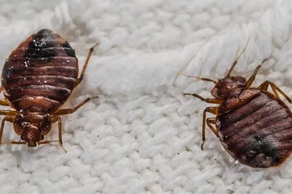 طرق التخلص من بق الفراش بالمنزل