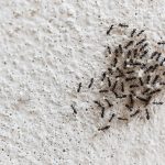 كيف تتخلص من النمل داخل البيت