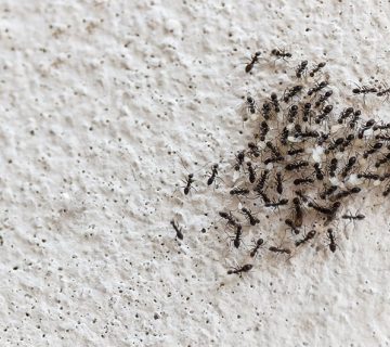 كيف تتخلص من النمل داخل البيت