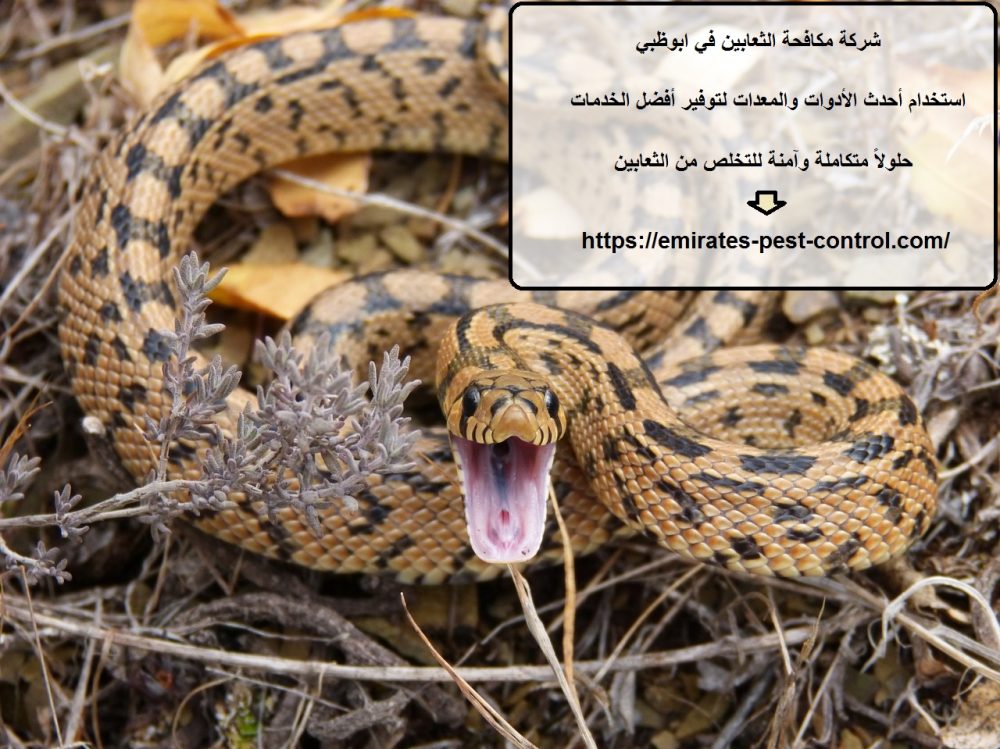 شركة مكافحة الثعابين في ابوظبي
