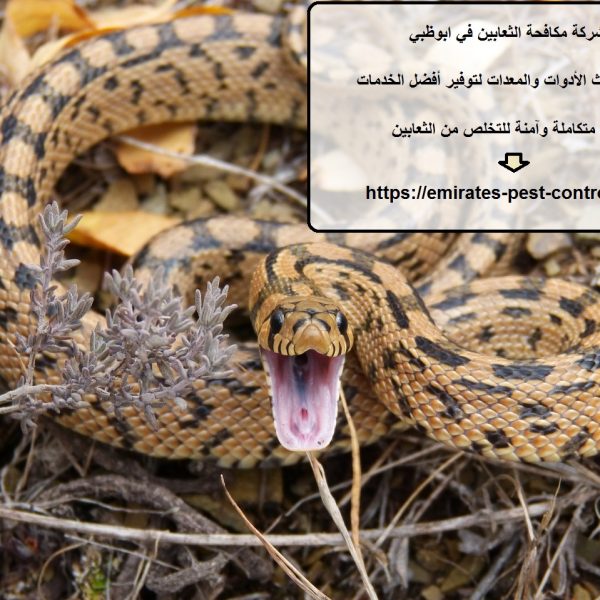 شركة مكافحة الثعابين في ابوظبي