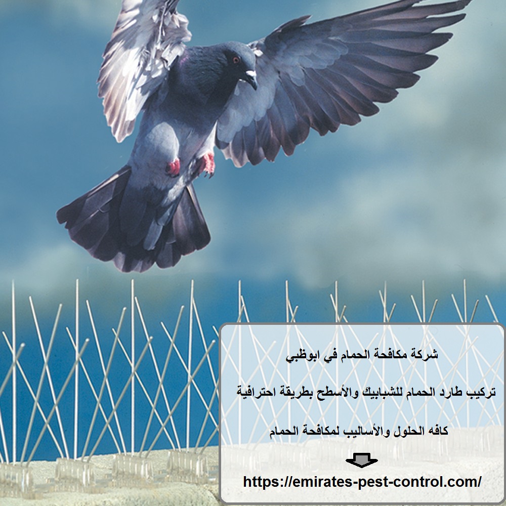 شركة مكافحة الحمام في ابوظبي