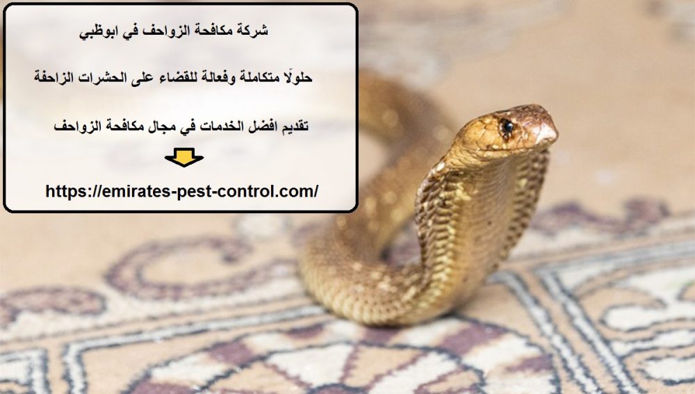شركة مكافحة الزواحف في ابوظبي