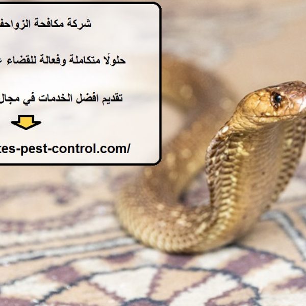 شركة مكافحة الزواحف في ابوظبي