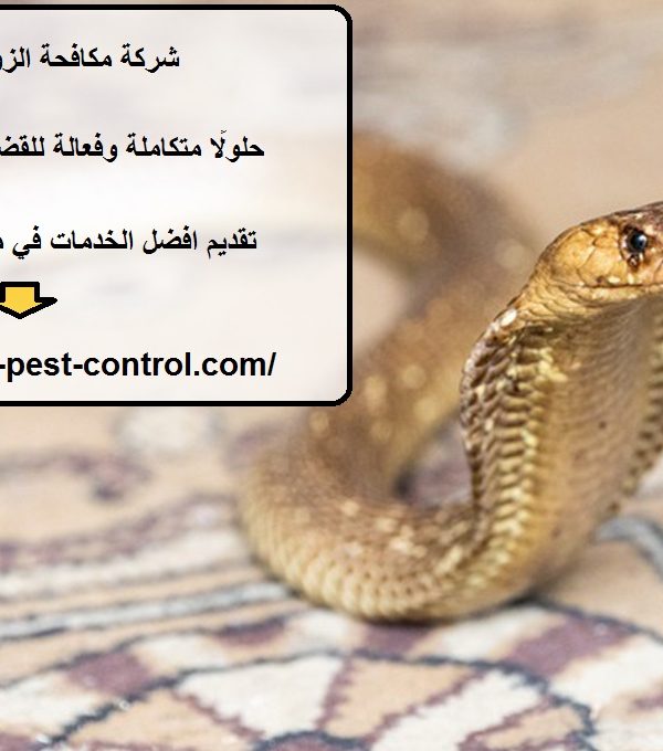 شركة مكافحة الزواحف في ابوظبي