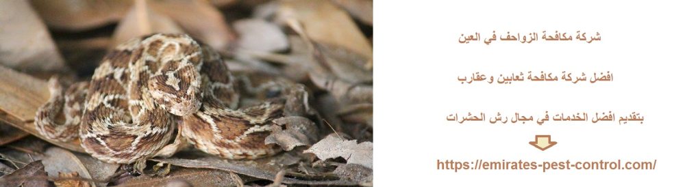 شركة مكافحة الزواحف في العين