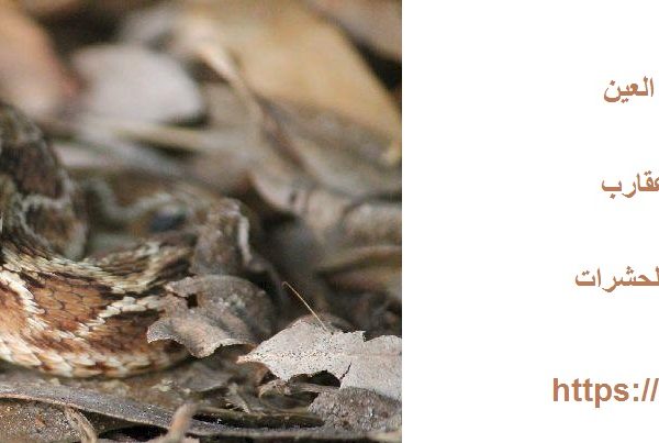شركة مكافحة الزواحف في العين