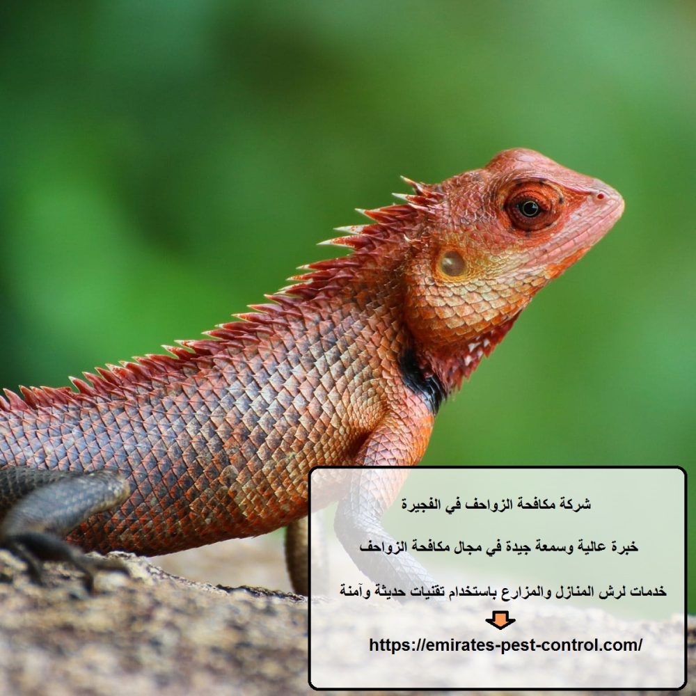 شركة مكافحة الزواحف في الفجيرة