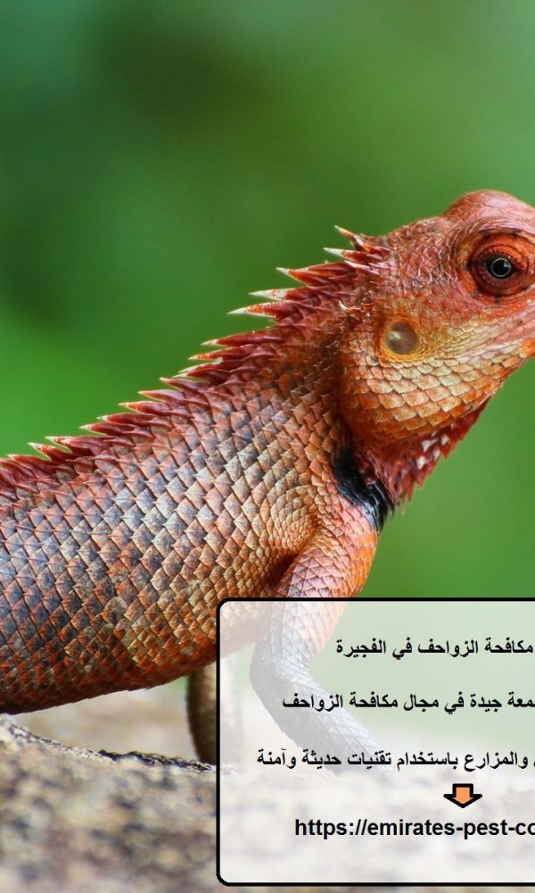 شركة مكافحة الزواحف في الفجيرة