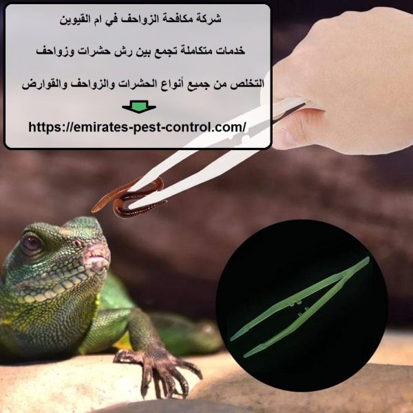شركة مكافحة الزواحف في ام القيوين