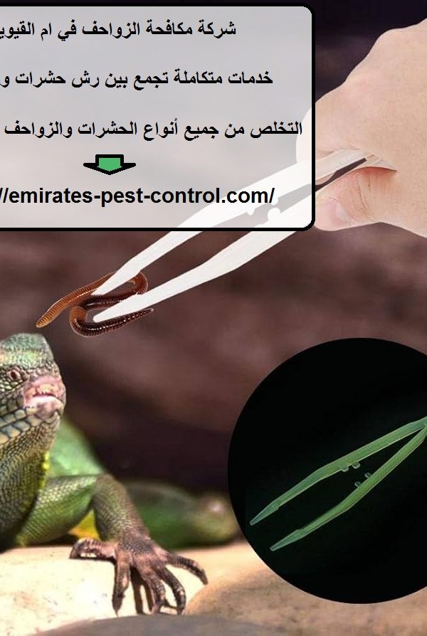شركة مكافحة الزواحف في ام القيوين