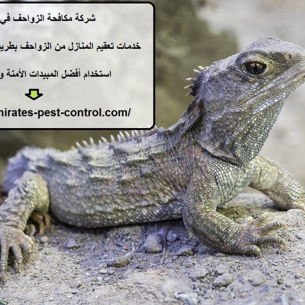 شركة مكافحة الزواحف في دبي