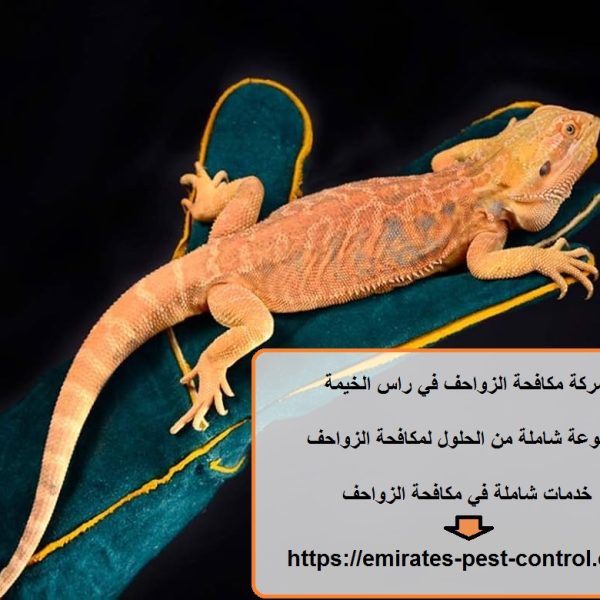 شركة مكافحة الزواحف في راس الخيمة