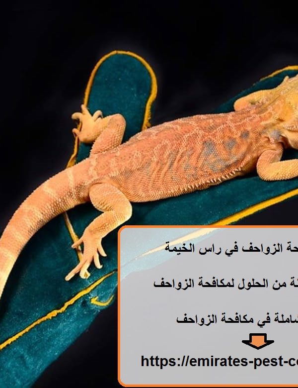 شركة مكافحة الزواحف في راس الخيمة