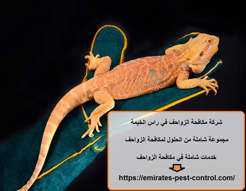 شركة مكافحة الزواحف في راس الخيمة