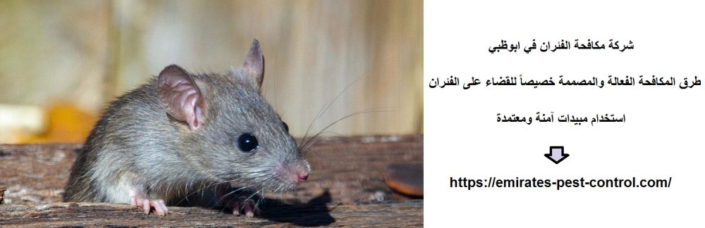 شركة مكافحة الفئران في ابوظبي