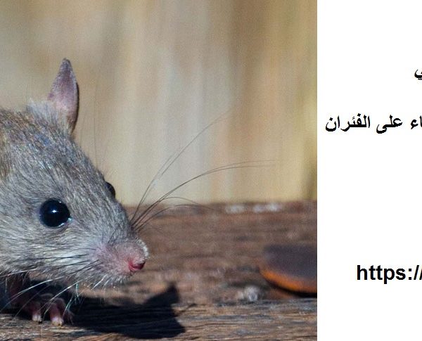 شركة مكافحة الفئران في ابوظبي