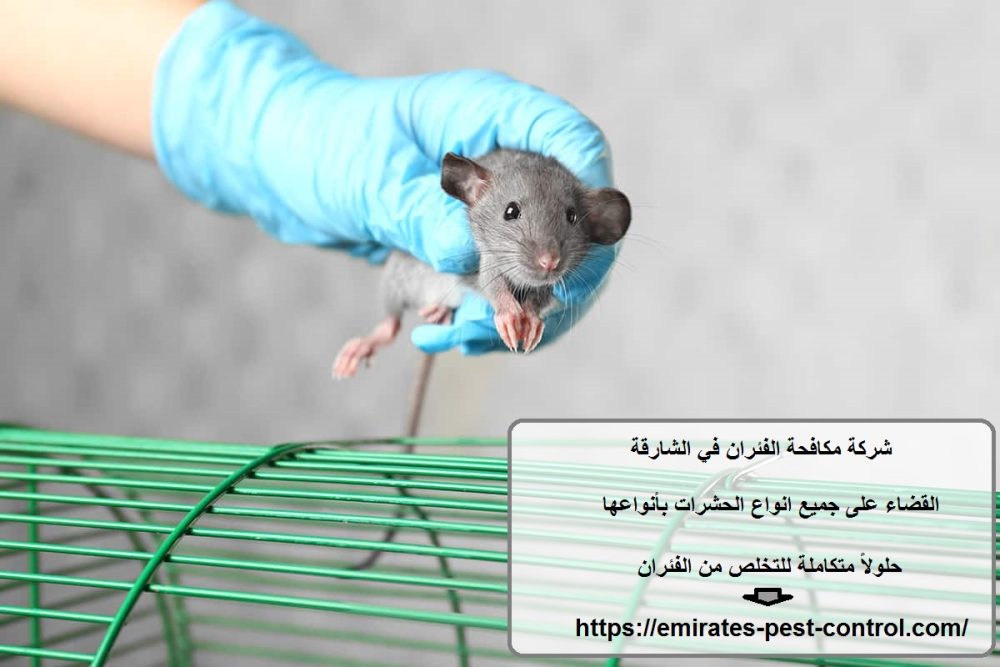 شركة مكافحة الفئران في الشارقة