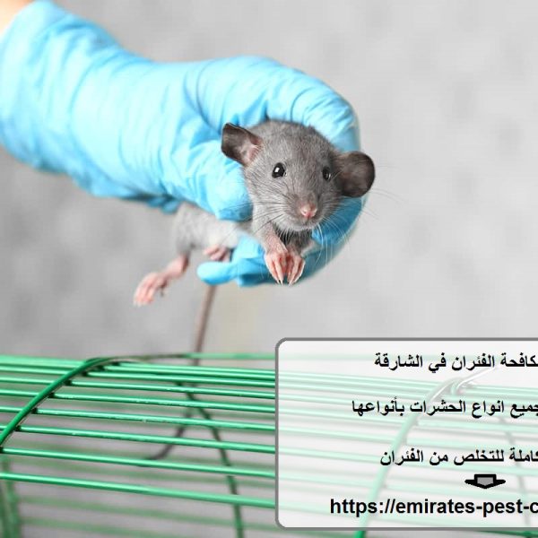 شركة مكافحة الفئران في الشارقة
