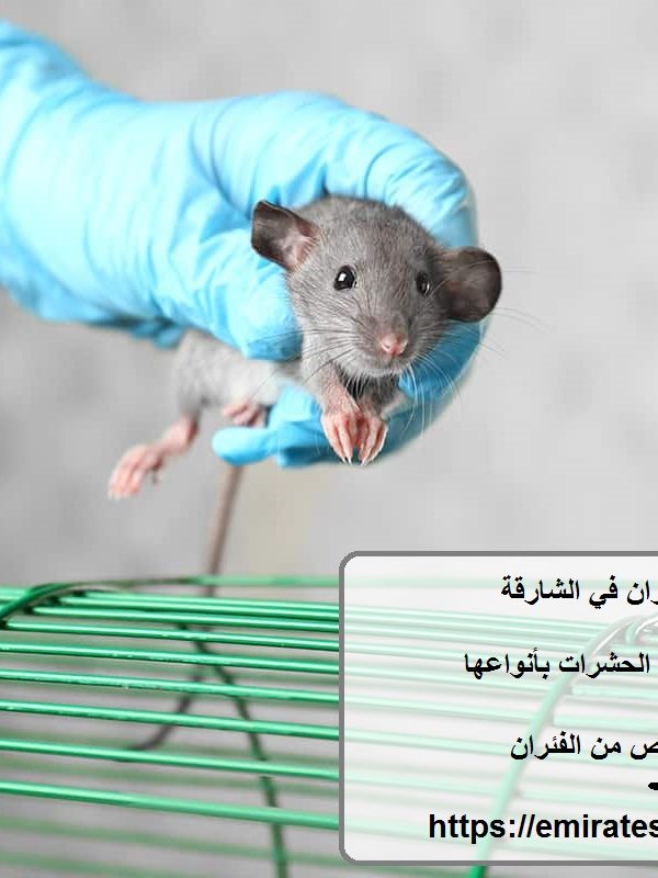 شركة مكافحة الفئران في الشارقة