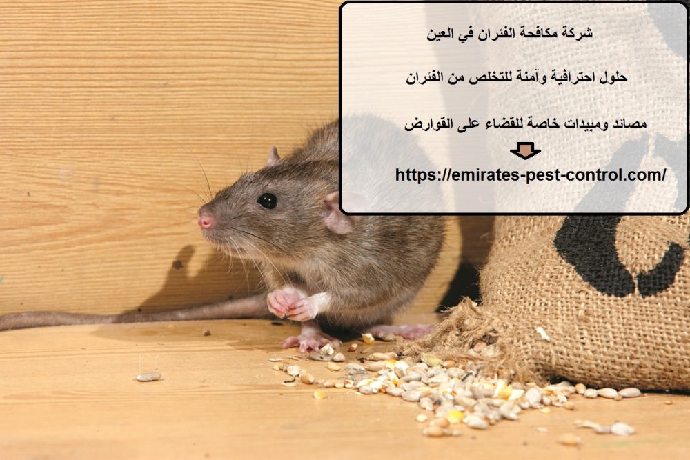 شركة مكافحة الفئران في العين