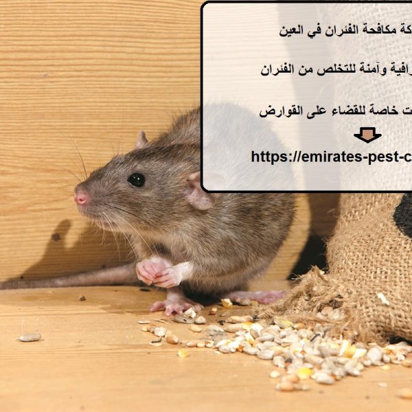 شركة مكافحة الفئران في العين