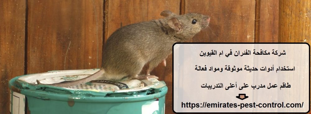 شركة مكافحة الفئران في ام القيوين