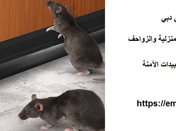 شركة مكافحة الفئران في دبي