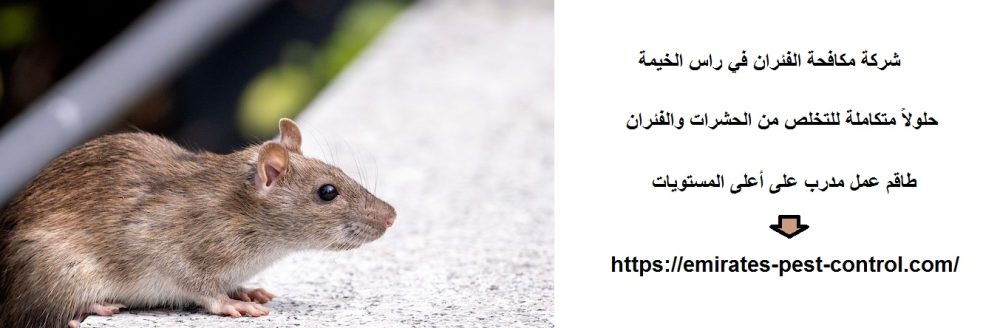 شركة مكافحة الفئران في راس الخيمة