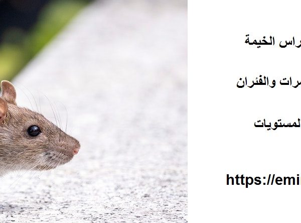 شركة مكافحة الفئران في راس الخيمة