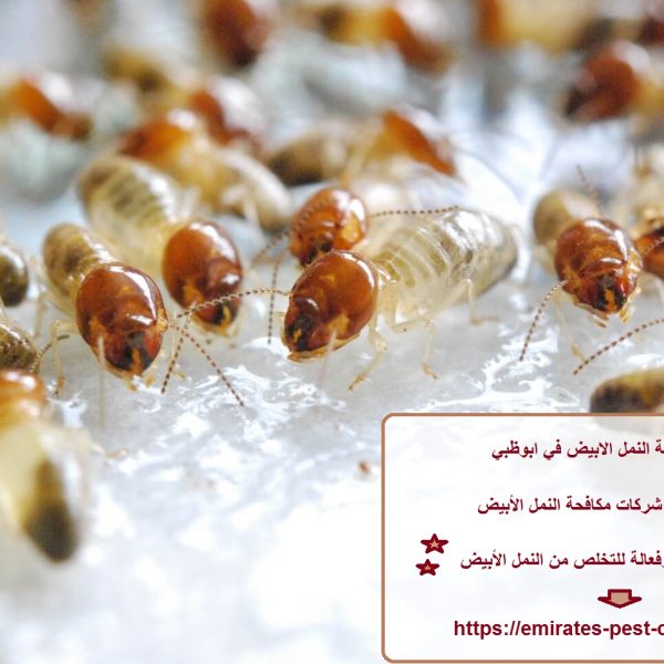 شركة مكافحة النمل الابيض في ابوظبي
