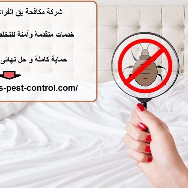 شركة مكافحة بق الفراش في ابوظبي
